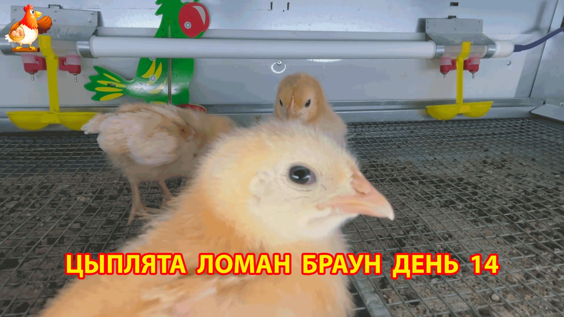 Цыплята Ломан Браун с нуля День 14 — как изменились за сутки 😄🐥