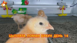 Цыплята Ломан Браун с нуля День 14 - как изменились за сутки 😄🐥