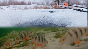 Нереально Крутая Зимняя Рыбалка в Восточной Сибири. Очень Много Рыбы. Подводная Рыбалка 2026 Онлайн