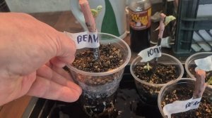 361. ВИНОГРАД прорастает.