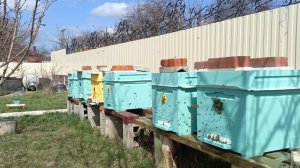 весна и матка трутовка