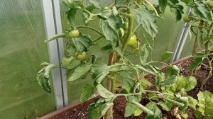 теплица_23.mp4