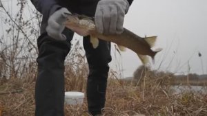 Ловля щуки на маховую удочку с поплавком. Рыбалка на живца в ноябре 2025