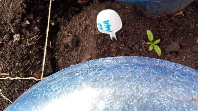 22.03.26 Томаты