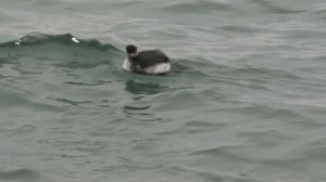 Туманные дни весеннего равноденствия