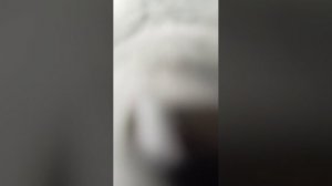 Драка с голубем и моя банд! 
А