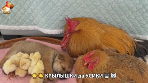 Утята и Цыплята - Кошки и котята, Собаки и щенята 334 Хвостики да Усики ❣️