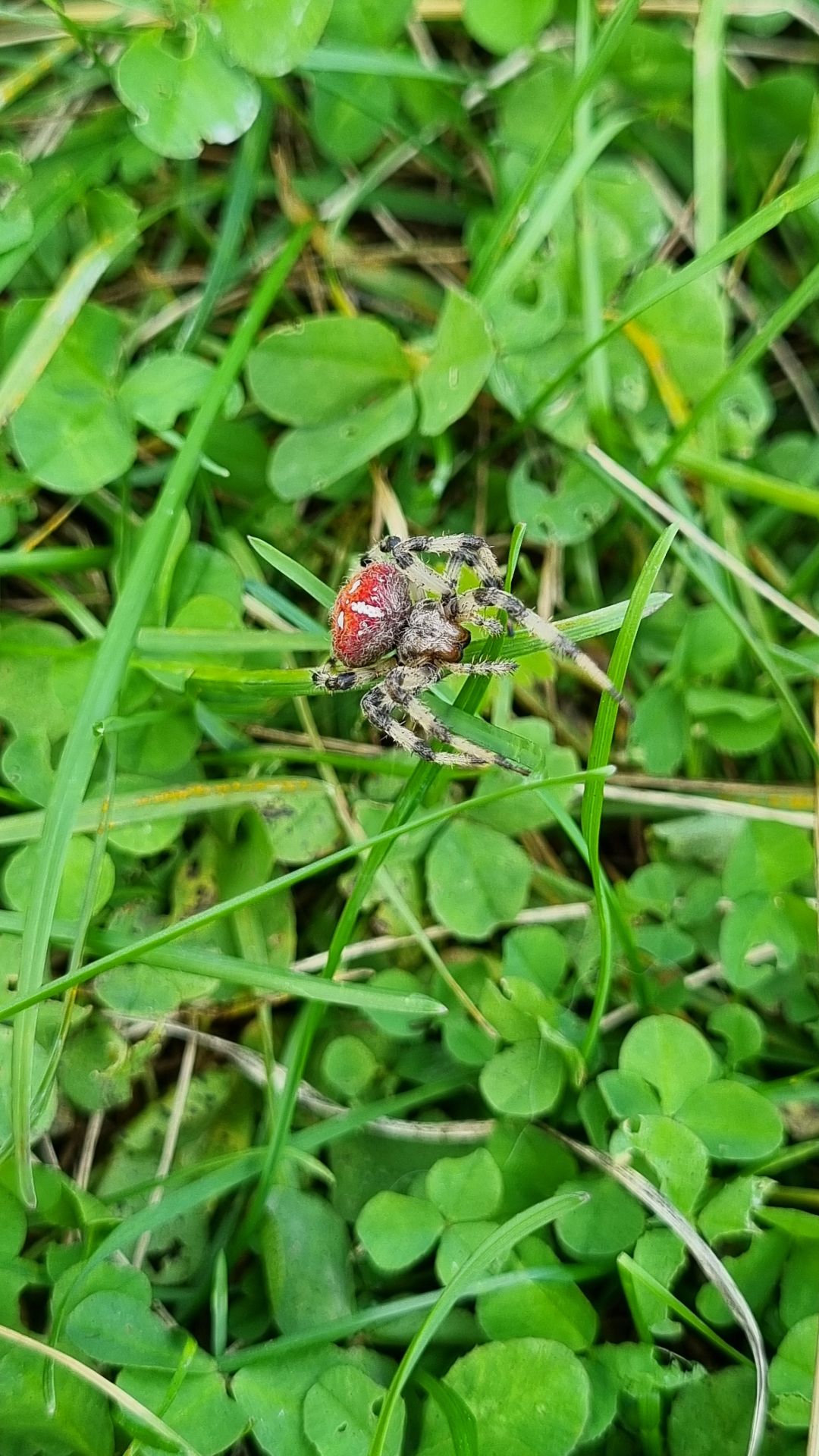 Страшно красивый Крестовик паук