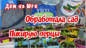 Дом на Юге. Пикирую перцы. Посеяла лук, редис и салат. Обработала деревья.