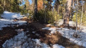 Весна. Что-же там в лесу? Белорецк. Башкортостан.