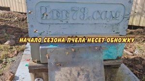 пчеловодство начало сезона пчела несет обножку