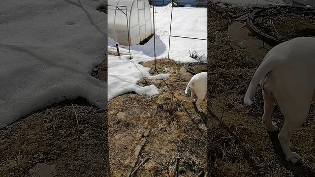 Пришла весна- красна