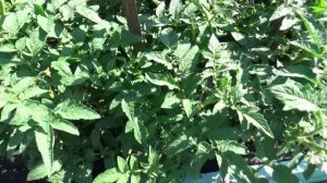 ПОСЕВЫ 2026-92.  Томатный Гном Пурпурный сердцеед. №900-1. Вкуснейшая вишневая мякоть!