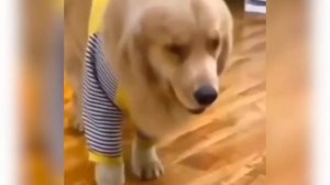 ПРИКОЛЫ С ЖИВОТНЫМИ ДО СЛЕЗ | Смешные КОТЫ 2026