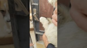 Нашла собачку похожую на Снежка