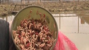 +3...+4 ВОДА В ПРУДУ. ЧЕМ МОЖНО ПОДКОРМИТЬ РЫБУ?