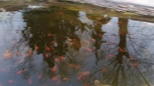 Вечер в Славянке