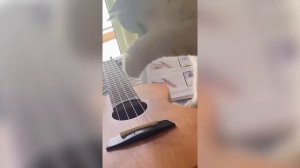 ПРИКОЛЫ С ЖИВОТНЫМИ ДО СЛЕЗ | 2026