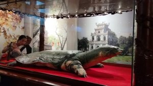 Макет второй черепашки весом под 169 кг,которая умерла в 2016 году.