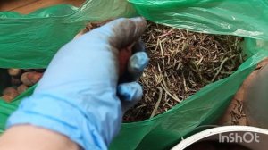 //175// Перебираю картошку.Погода. поменялась,ветер с дождем.