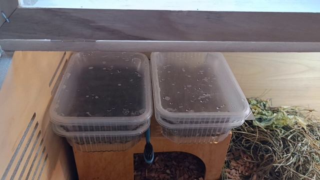 цветочки, прогулка, закупка))