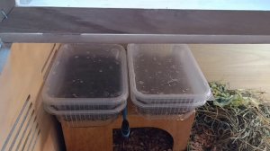 цветочки, прогулка, закупка))