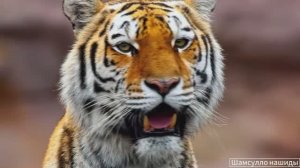 #Коран#АльБакъара#СамыеКрасивыеМеста#Relaxation##Islam#Quran#AlBaqarah'#Minshawiy #4кВидео#40часть#