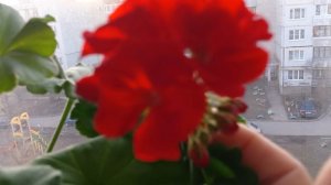 Моя Пеларгония отблагодарила  меня пышным цветением.