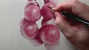 Рисуем виноград акварелью. Главное — подготовка