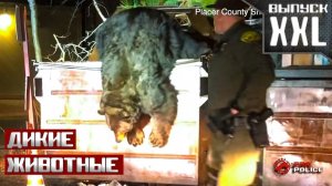 Столкновения сотрудников полиции с дикими животными [Выпуск XXL] 2026