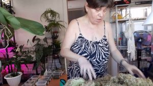 Моя Жизнь в Деревне,  Усни,  упали, но работай