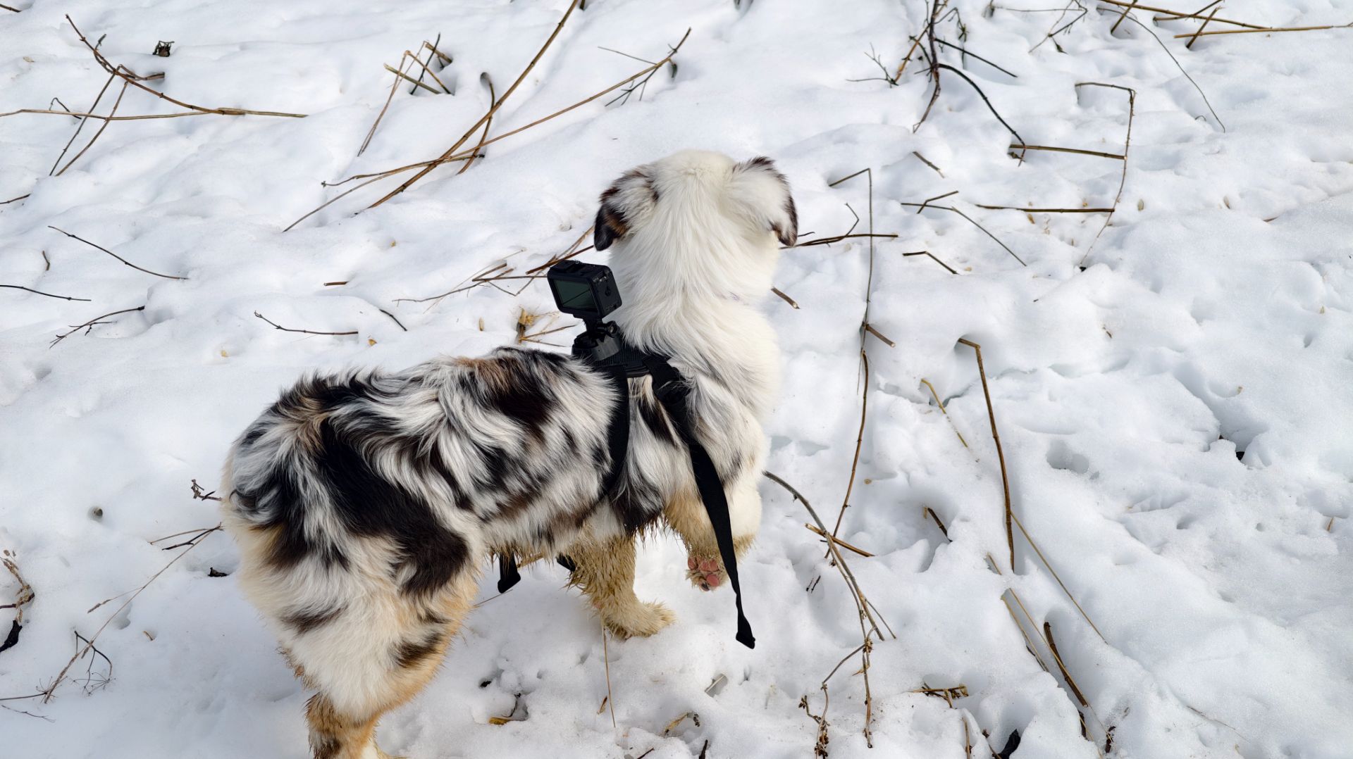 Крепление камеры на собаку