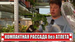 Метод, который не афишируют, в теплице с томатами он не работает, но для рассады это настоящая магия