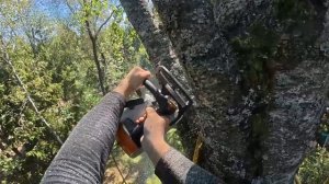 Опасненько даже больше чем обычно, ясень с сухой верхушкой + пара берёз, дуб и ель