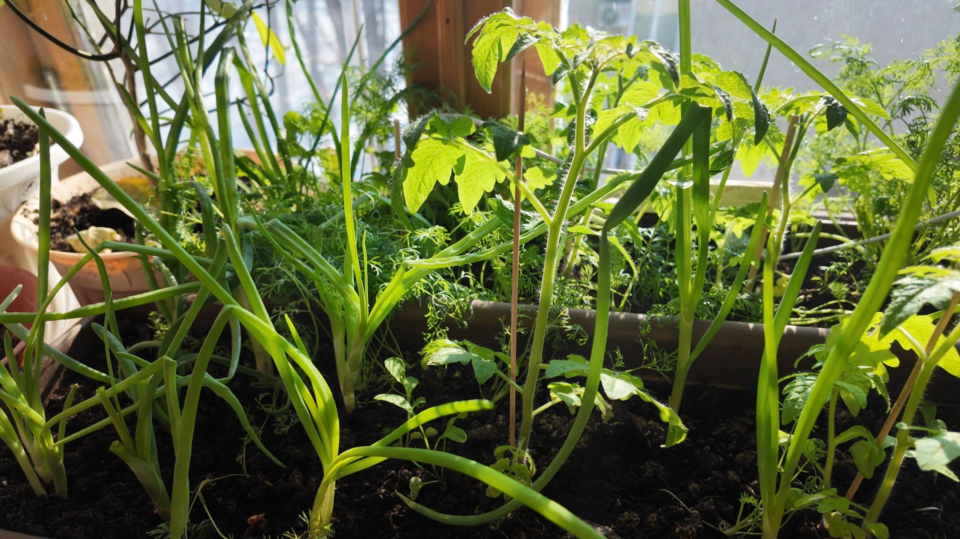 Огород на подоконнике. Огурцы, помидоры, лук, петрушка, укроп.