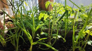 Огород на подоконнике. Огурцы, помидоры, лук, петрушка, укроп.