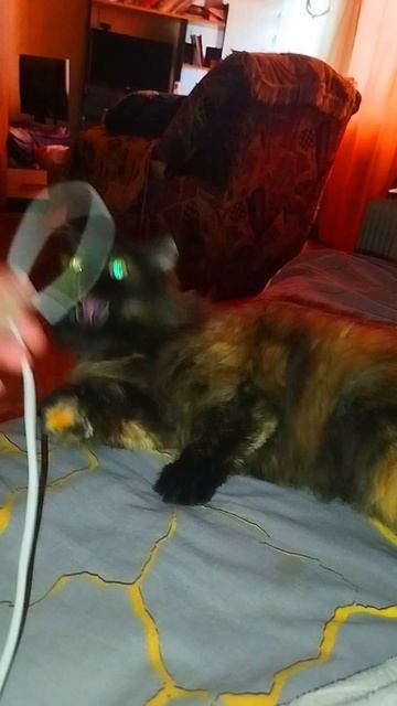 Домашний Релакс с Дочей❤️🐱