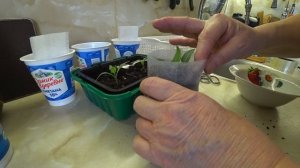 Как пикировать перец и пересадить елку: утренний влог с Борисом и сюрпризом 🐱🌱