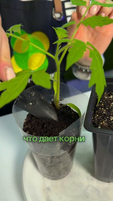 Три лайфхака для мощной рассады томатов