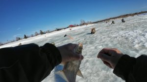 Рыбалка на Леща и Сорогу, Клёв не важный, но, немного поймал.