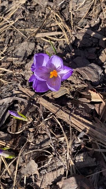 Крокусы нашего двора…природа оживает - 21 марта