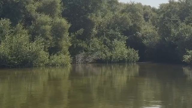 Как мы попали в дебри мангрового леса.