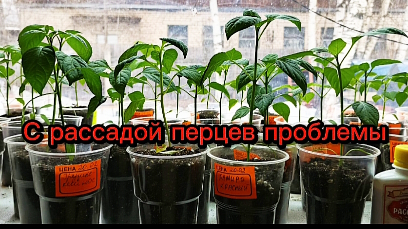 Рассада перцев вытянулась,семядоли отвалились,оэдема и т.д. Ничего страшного,паниковать не стоит.