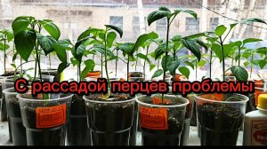Рассада перцев вытянулась,семядоли отвалились,оэдема и т.д. Ничего страшного,паниковать не стоит.