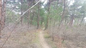 Дорога через лес