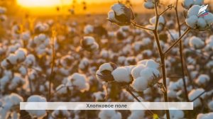 Текстильные материалы растительного происхождения