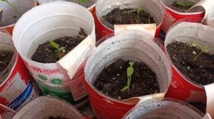 Не растёт рассада?Поможем.Сельдерей,перец томаты на 21.03.26