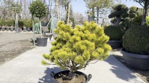 Сосна MUGO CARSTEN'S WINTER GOLD, CLT 45, 70-80