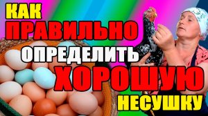 Как ПРАВИЛЬНО определить ХОРОШУЮ несушку.