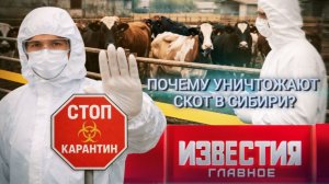 Почему уничтожают скот в Сибири?